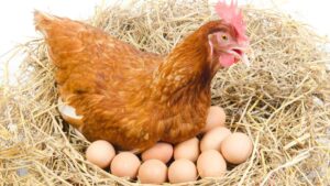 Tiene 20 años, empezó con 50 gallinas y ahora apuesta por un modelo de producción basado en el bienestar animal