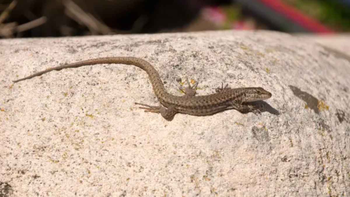 Lagartija sobre una piedra junto a una vivienda en invierno.