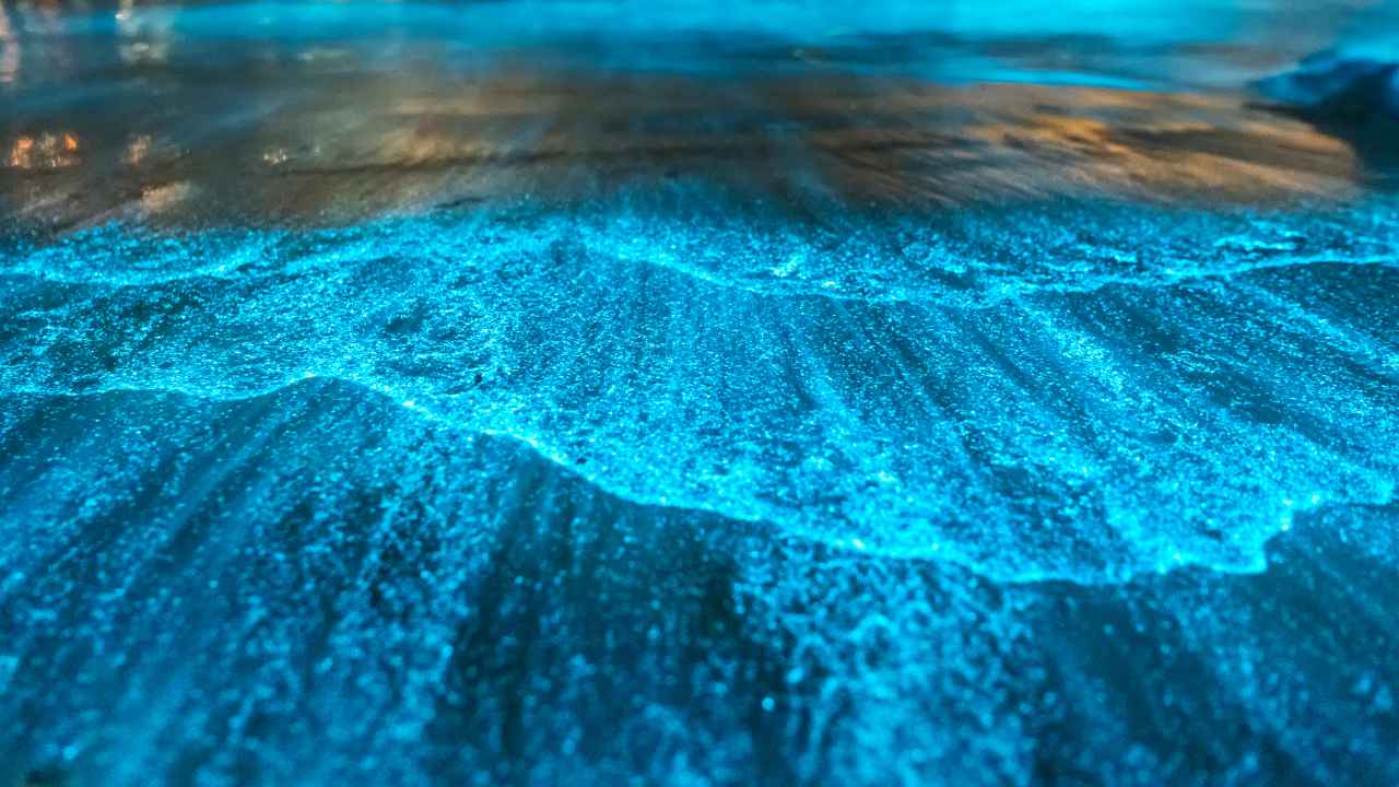 Olas con bioluminiscencia azul del mar de Ardora en una playa de Galicia.