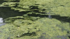 Marruecos desarrolla una nueva tecnología para evitar que las algas tóxicas comprometan el suministro de agua