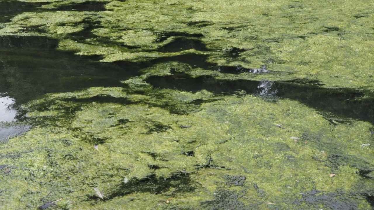Proliferación de algas tóxicas en la superficie de un embalse de Marruecos