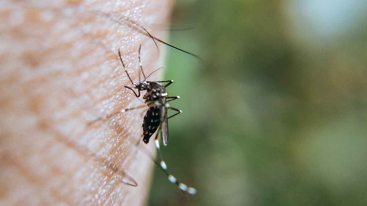 Un mosquito sobre la piel, uno de los insectos que se pueden evitar en casa con una mosquitera extensible.
