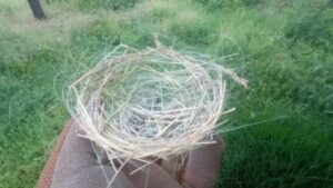 Encuentran nidos de pájaros hechos con fibra óptica de drones en plena zona de guerra