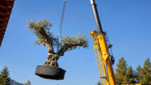 Instalan un olivo de 500 años en un jardín privado después de una delicada operación con grúa y camión góndola