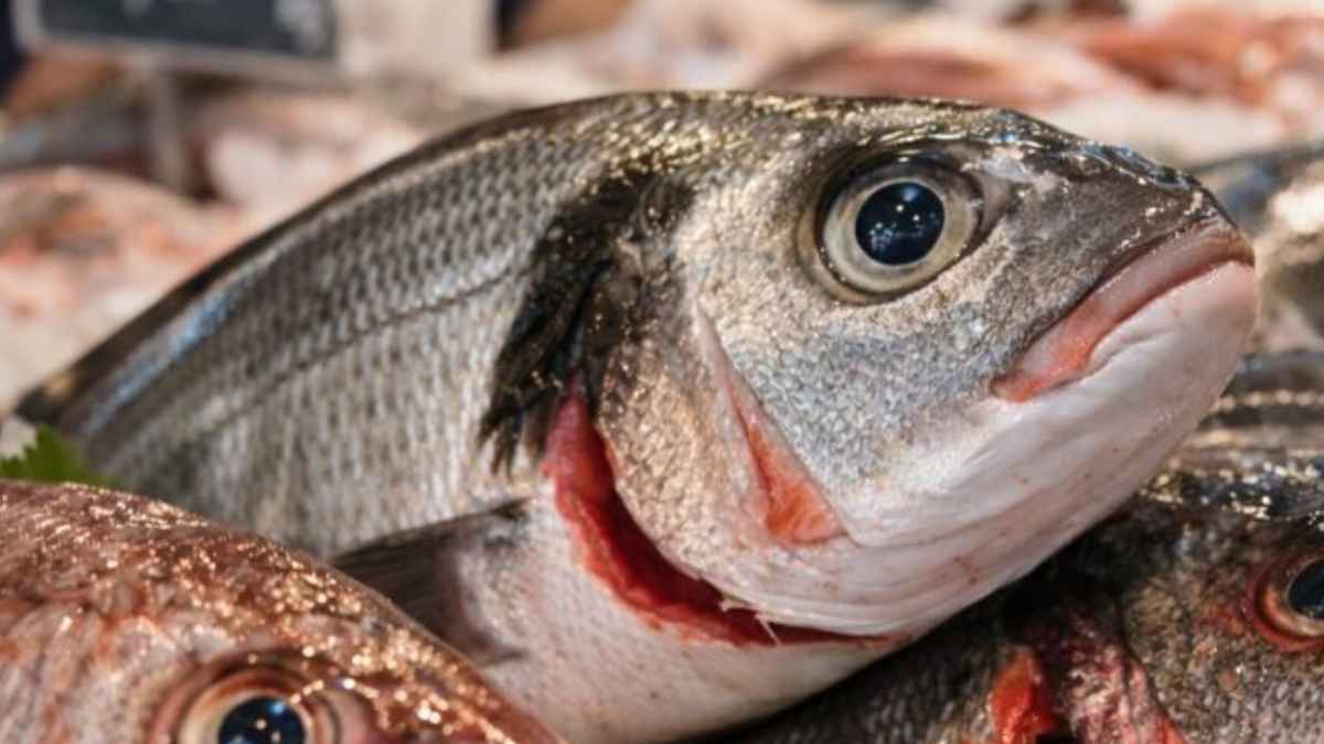 Pescado fresco expuesto en una pescadería