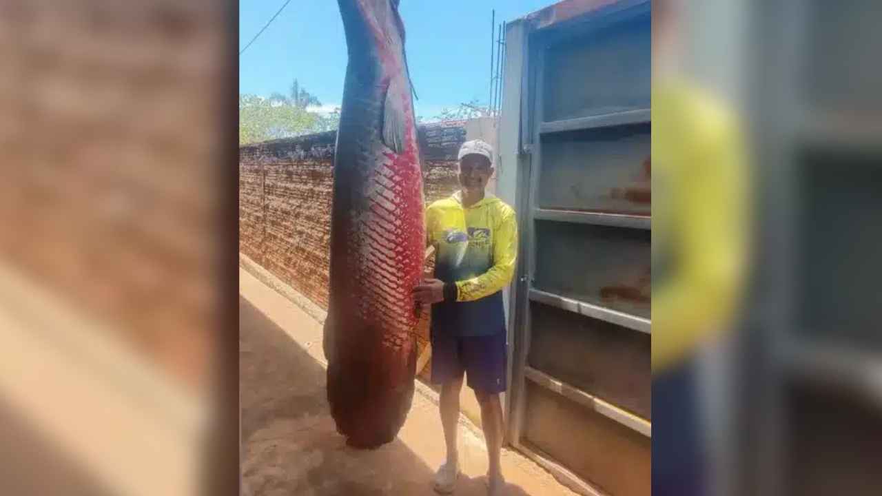 Pescador brasileño junto al pirarucú de 160 kilos capturado en el río Marinheiro, en el estado de São Paulo.