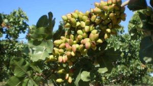Castilla-La Mancha multiplica por 17 la superficie de pistacho y un agricultor asegura ganar 650.000 euros al año
