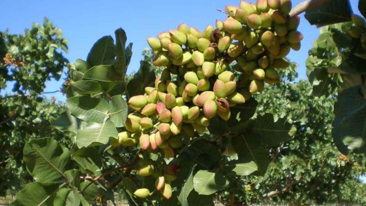 Racimos de pistachos verdes creciendo en un árbol de una plantación agrícola