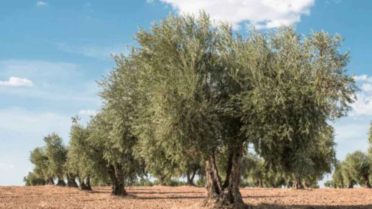 Olivos en un cultivo tradicional donde Rafael Fontán explica por qué plantar un hueso de aceituna no da un olivo.