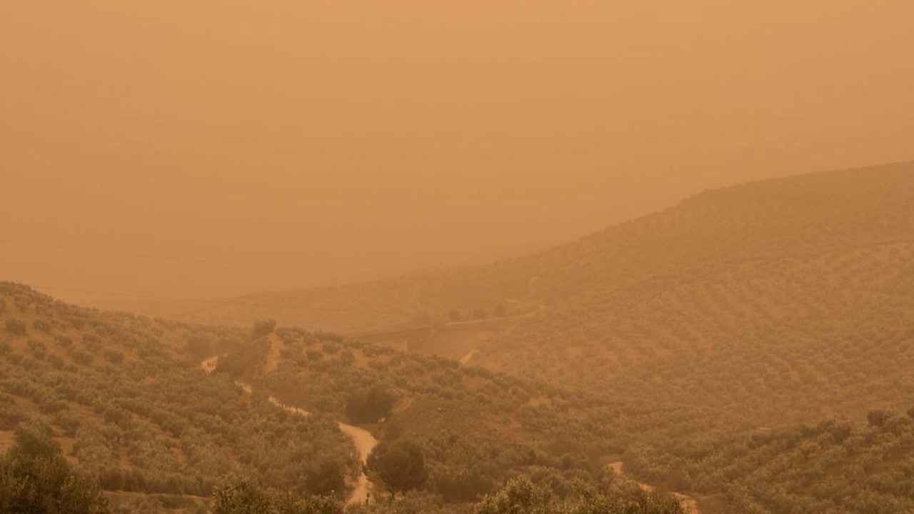 Calima por polvo sahariano sobre un paisaje de olivos del sur de España.