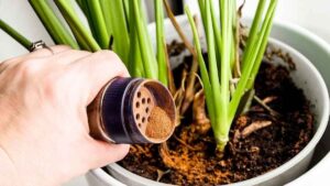 Cada vez más personas ponen canela en las plantas durante el verano por este sencillo motivo