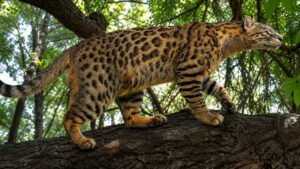 La ciencia descubre el asombroso origen de los gatos actuales con un felino que desapareció hace 30 millones de años
