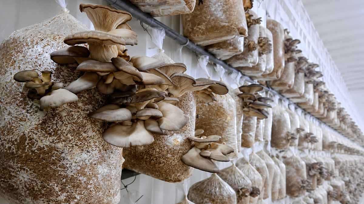 Cultivo de gírgolas en bolsas de sustrato dentro de la planta de producción de Micelio Bio en Chascomús, Argentina.