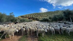 El pueblo de Jaén que lleva años sin grandes incendios gracias a un ejército de 70.000 ovejas