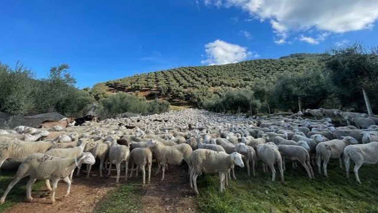 Rebaño de ovejas pastando entre olivos en Santiago-Pontones, Jaén, para prevenir incendios forestales