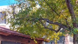 Qué ocurre cuando un árbol del vecino está demasiado cerca o invade el jardín con sus ramas, según el Código Civil