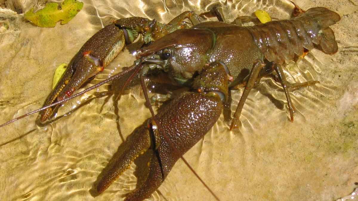 Cangrejo de río ibérico en un arroyo con poco caudal afectado por la sequía