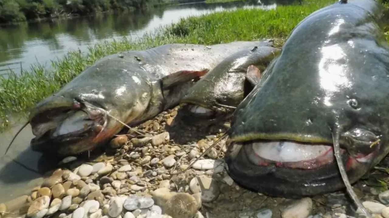 Siluro europeo de gran tamaño nadando en las aguas del río Ebro.