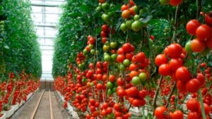 El secreto del tomate de Almería que permite abastecer a Europa durante todo el invierno