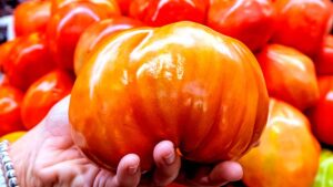 Ya hay fecha para disfrutar del Tomate Huevo de Toro con una ruta gastronómica por toda la provincia de Málaga