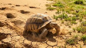 No fueron 500 tortugas ni hay imágenes verificadas del Sáhara convertido en zona verde: las fuentes científicas lo desmienten