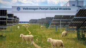 Volkswagen apuesta por 100 ovejas para proteger sus 31.000 paneles solares y reducir las emisiones