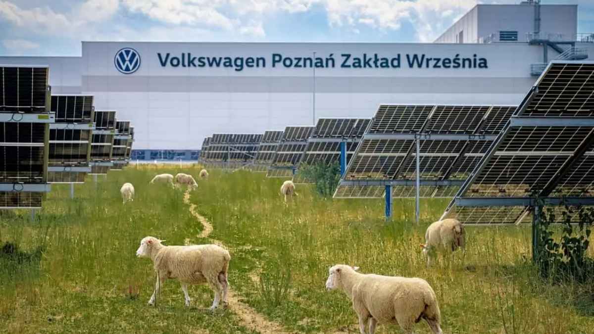 Ovejas pastando entre los paneles solares del parque fotovoltaico de la planta de Volkswagen Poznań en Polonia.
