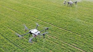 Un agricultor pierde 10 hectáreas de sésamo tras seguir una receta de pesticidas generada por una IA
