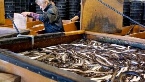 Un estudio en Japón logra que más del 96 % de las anguilas sean hembras con soja
