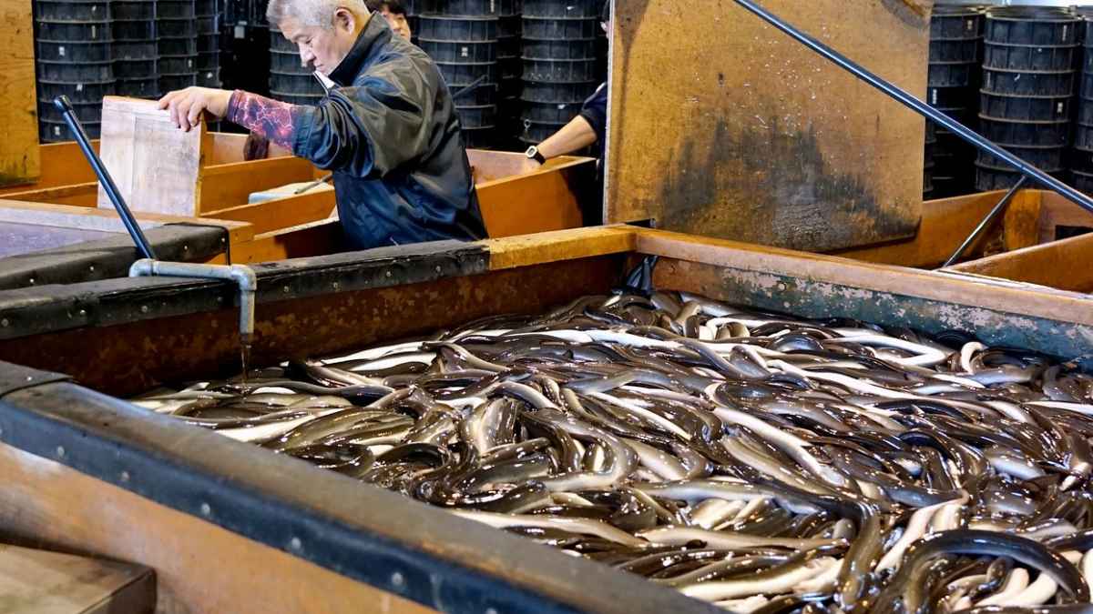Anguilas japonesas nadando en un criadero acuícola