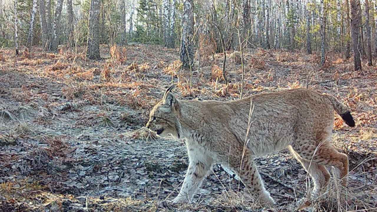 Lince en una zona boscosa de la región de Chernóbil