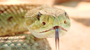 La propia serpiente de cascabel esconde la fórmula de un antídoto contra su veneno