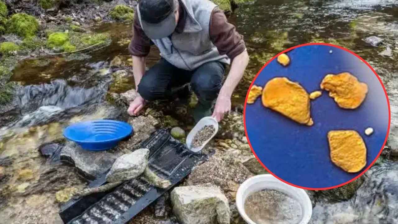 Hombre buscando oro con una batea en un río junto a varias pepitas encontradas
