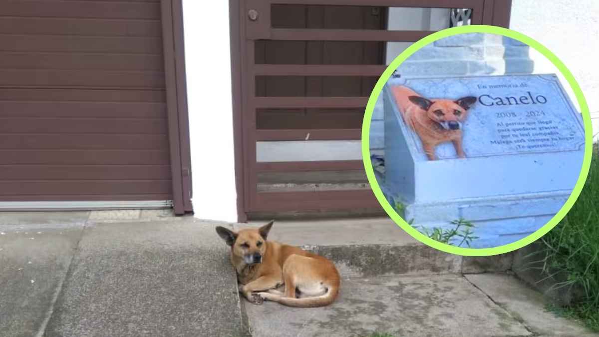 Monumento dedicado a Canelo en la calle que lleva su nombre en Montes de Oca, Costa Rica.
