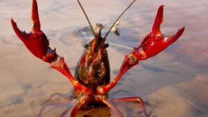 El cangrejo rojo obliga a España a controlar una especie invasora que ya no puede retirar del Guadalquivir y Doñana