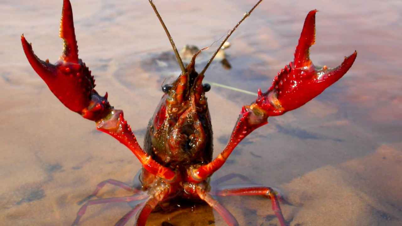 Cangrejo rojo americano en una zona húmeda próxima al Guadalquivir.