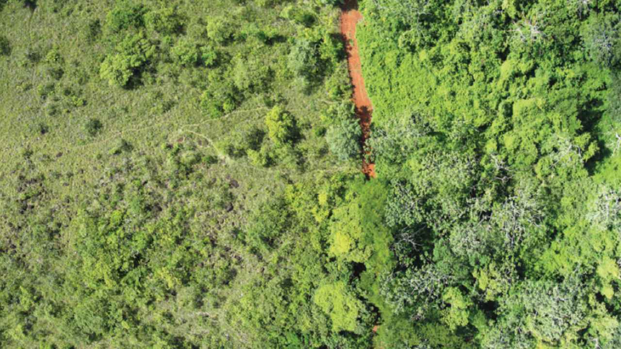 Vista aérea de la parcela regenerada con cáscaras de naranja en Costa Rica
