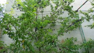Este árbol frutal puede crecer poco, dar sombra y llenarse de fruta en verano