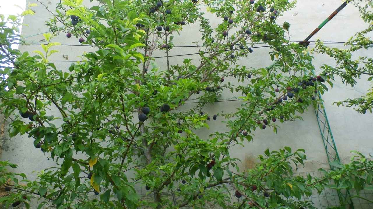 Ciruelo con frutos maduros en un jardín pequeño durante el verano