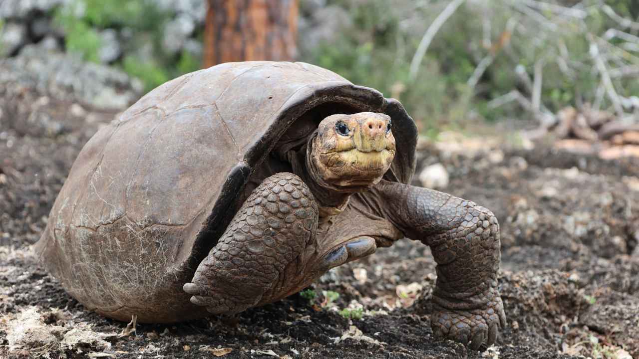 Fernanda, tortuga gigante de Fernandina, en el centro de cría de Santa Cruz.
