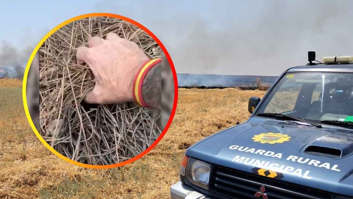 Guarda rural mostrando ramas y troncos secos acumulados en un pinar.