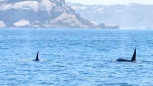Una orca rompe el timón de un velero en Vigo y un científico explica por qué intentó frenarlo