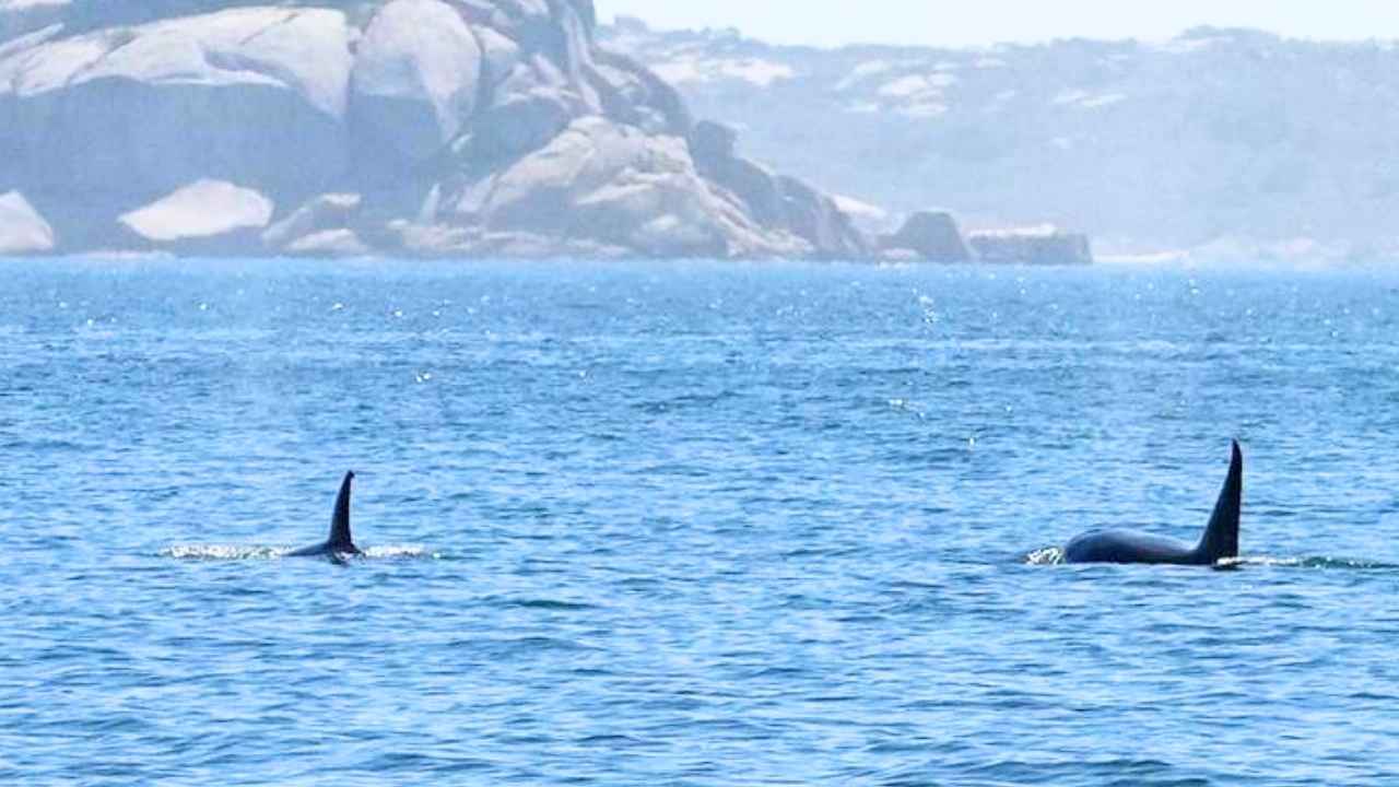 Dos orcas nadando en aguas de la ría de Vigo