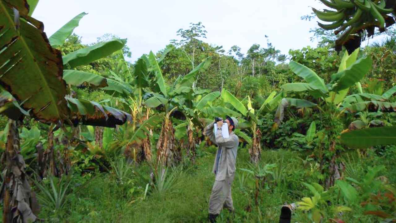 Jacob Socolar cuenta aves en una plantación de plátanos de la Amazonía peruana