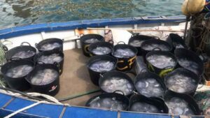 Los pescadores de Gandia retiran 4.320 kilos de medusas y alertan de que ya las ven hasta diciembre