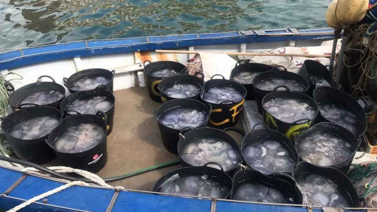 Pescadores de Gandia recogen medusas desde una embarcación frente a la playa.