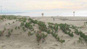 La planta que se sembró para proteger el suelo ahora es una invasora que devora, crece 90 centímetros al año y transforma las costas del mundo