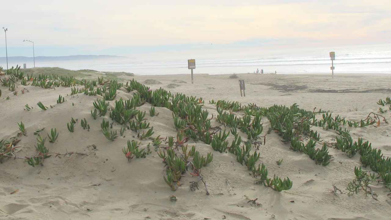 Planta invasora Carpobrotus edulis sobre las dunas de la costa de California.