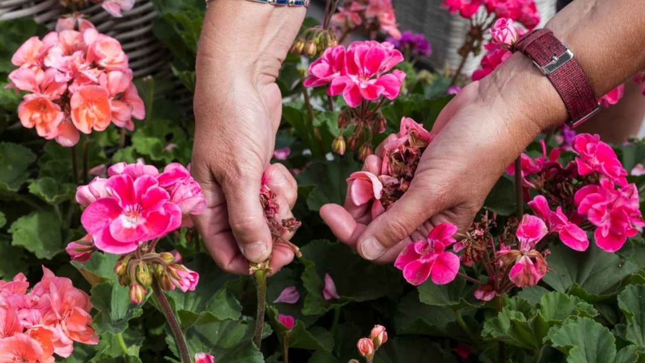 Manos cuidando flores en el jardín durante septiembre antes de la llegada del invierno