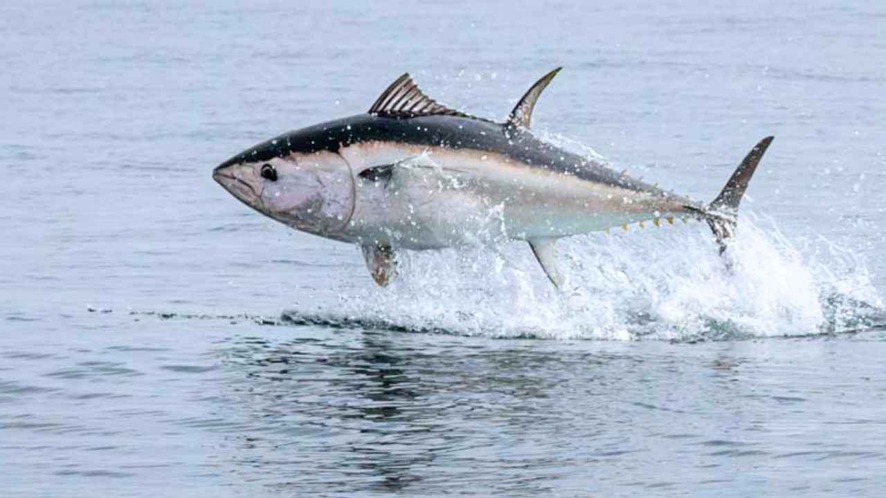 Atún rojo saltando sobre el mar durante una jornada de pesca